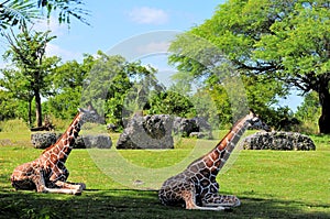 Giraffes Resting
