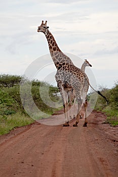 Giraffes on the road