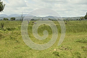 Giraffes roaming on savanah of Tanzania photo