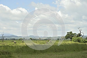 Giraffes roaming on savanah of Tanzania photo