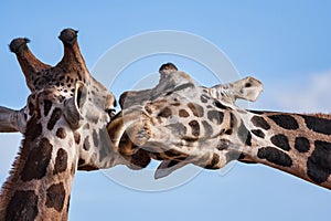 Giraffes romantic nuzzle