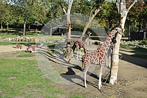Giraffes in the zoo. Rotterdam Blijdorp. photo