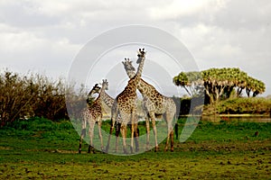 Giraffes in Ruaha National Park, Tanzania