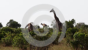 Giraffes rubbing necks and walking in a treeline.