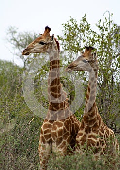 Giraffes`s couple looking in the same direction