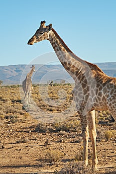 Giraffes in the safari outdoors in the wild on a hot summer day. Wildlife conservation national park with wild animals