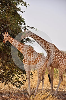 Giraffes from Sahel, Niger