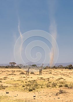 Giraffes and sandstorms in amboseli, kenya photo
