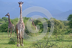 Giraffes in savana