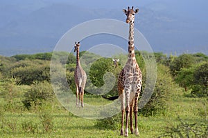 Giraffes in savana photo