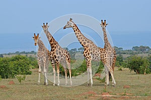 Giraffes in the savana, Masai Mara, Kenya