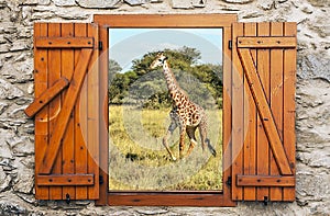 Giraffes in the savanah