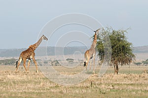 Giraffes in the savanna