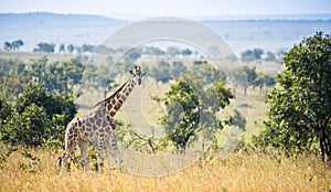 The giraffes on savanna. Africa. Rothschild Giraffes (Giraffa camelopardalis)