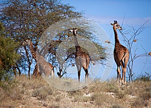 Giraffes on savanna. Safari in Amboseli, Kenya, Africa