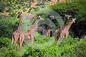 Giraffes on savanna. Safari in Tsavo West, Kenya, Africa