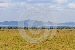 Giraffes in savanna in Serengeti national park in Tanzania. Wild nature of Tanzania, East Africa