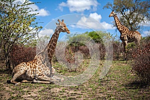 Giraffes on savanna in South Africa