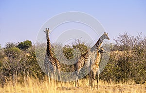 Giraffes, Savuti, Botswana