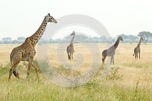 Giraffes in Serengeti