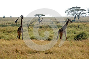 Giraffes in the Serengeti