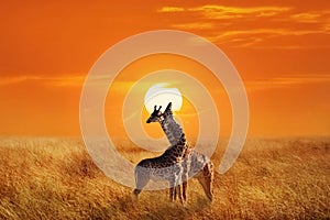 Giraffes in the Serengeti National Park. Africa. Tanzania. Suns