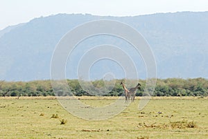Giraffes, Serengeti National Park, Tanzania