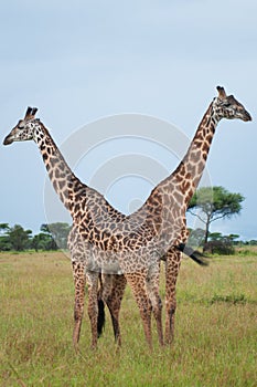 Giraffes at Serengeti national park, Tanzania, Africa