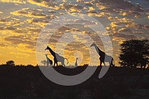 Giraffes silhouetted against sunrise