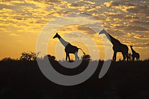 Giraffes silhouetted against sunrise sky