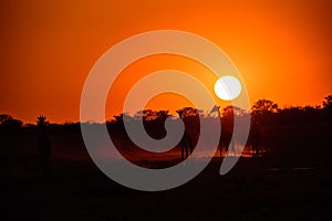 Giraffes silhouetted by a glorious sunset