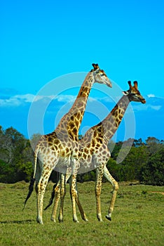 Giraffes South Africa
