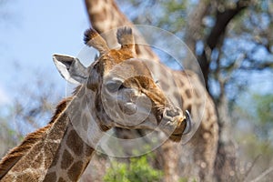 Giraffes on South African savanna