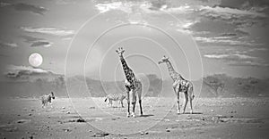 Giraffes standing on the African plains at sunset