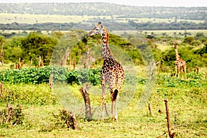 Giraffes standing in the African savannah.On safar