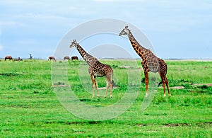 Giraffes standing in African savannah. On safari.