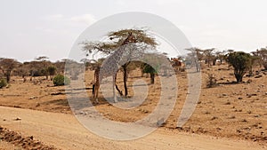 Giraffes Standing Near The Acacia Tree In The Arid Reserve Samburu