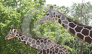 Giraffes standing in unison in parallel lines