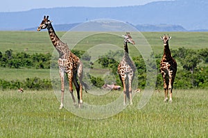 Giraffes striding across the savanna, Kenya