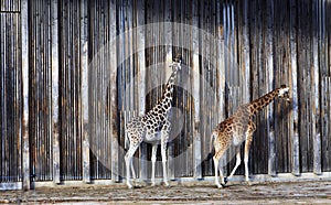 Giraffes at sun