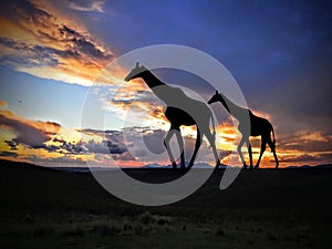 Giraffes at Sunset in Africa