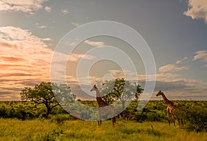 Giraffes at sunset on the African savanna