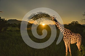 Giraffes and sunset in Tsavo East and Tsavo West National Park