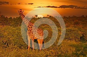 Giraffes and sunset in Tsavo East and Tsavo West National Park