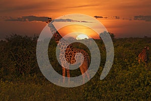 Giraffes and sunset in Tsavo East and Tsavo West National Park