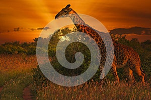 Giraffes and sunset in Tsavo East and Tsavo West National Park