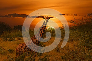 Giraffes and sunset in Tsavo East and Tsavo West National Park