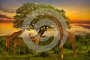 Giraffes and sunset in Tsavo East and Tsavo West National Park