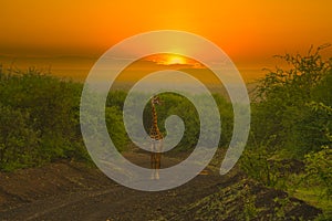 Giraffes and sunset in Tsavo East and Tsavo West National Park