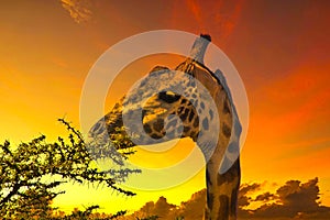 Giraffes and sunset in Tsavo East and Tsavo West National Park